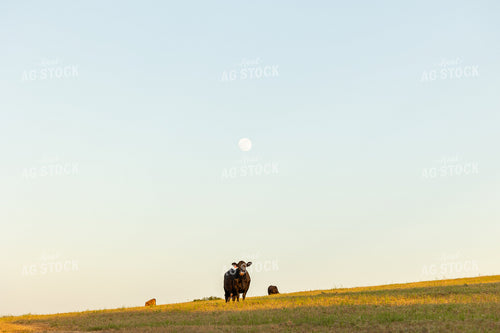 Cattle on Pasture 143003