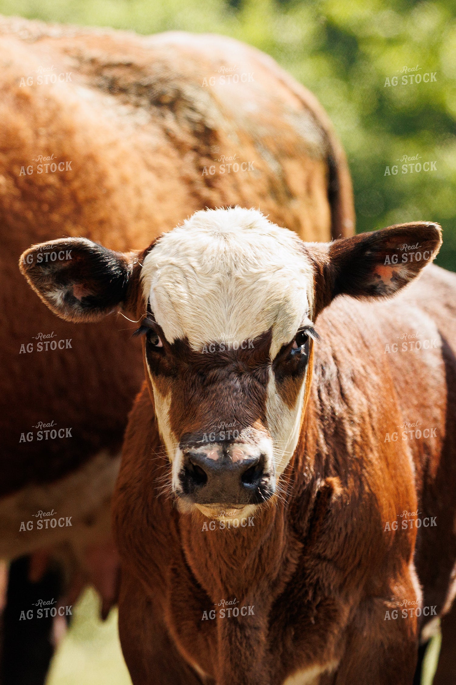 Black Baldy Calf 52778