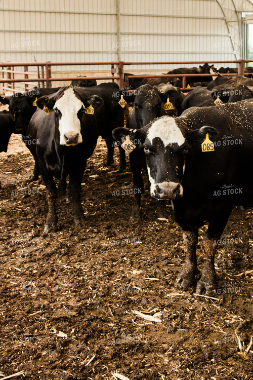 Cattle 67423