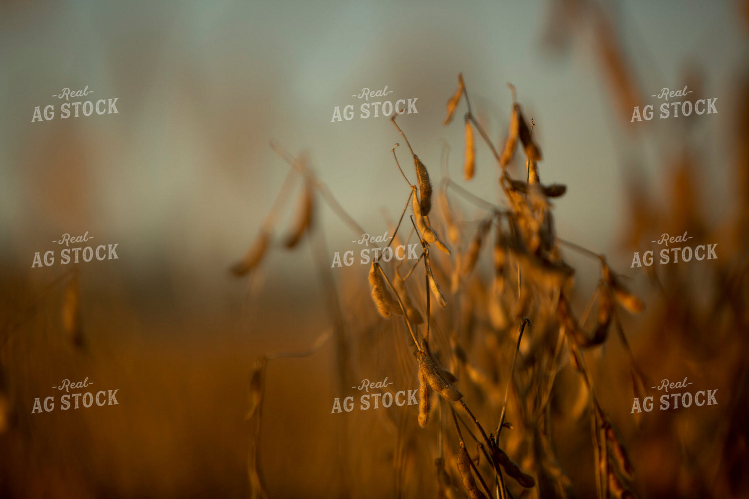 Soybeans - Dry 1552