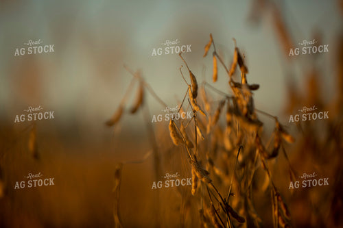 Soybeans - Dry 1552