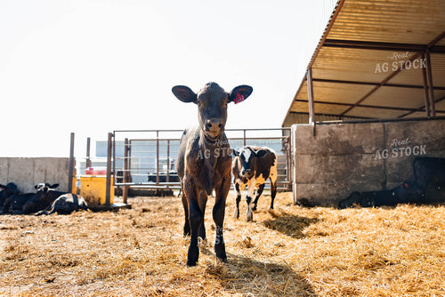 Holstein Calves 152272