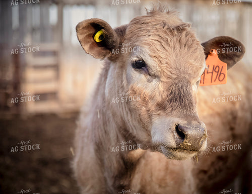 Brown Swiss Cattle in Open Air Cattle Barn 135008