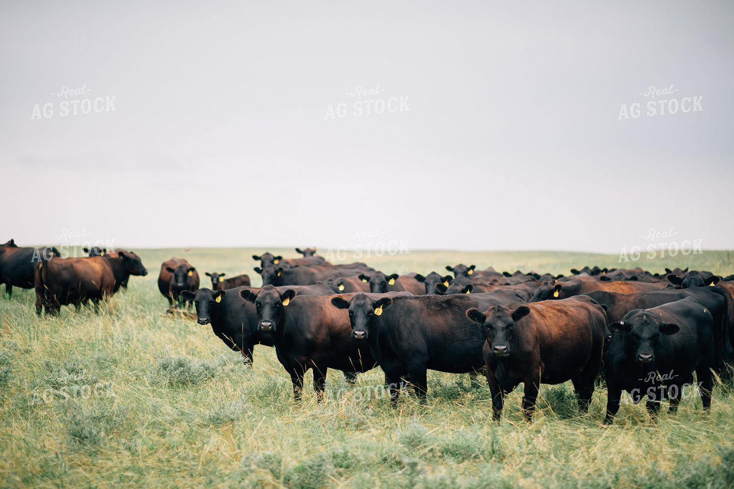 Cow and Calf Herd in Pasture 53034