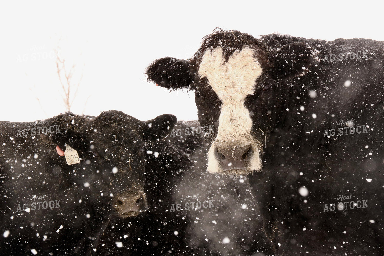 Snowy Cattle 299239
