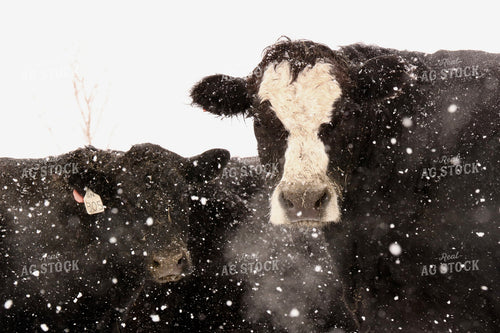 Snowy Cattle 299239
