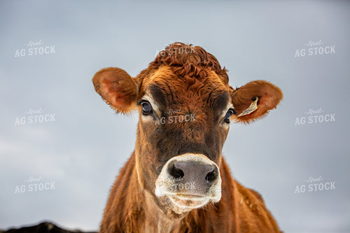 Jersey Cow in Snow 270670
