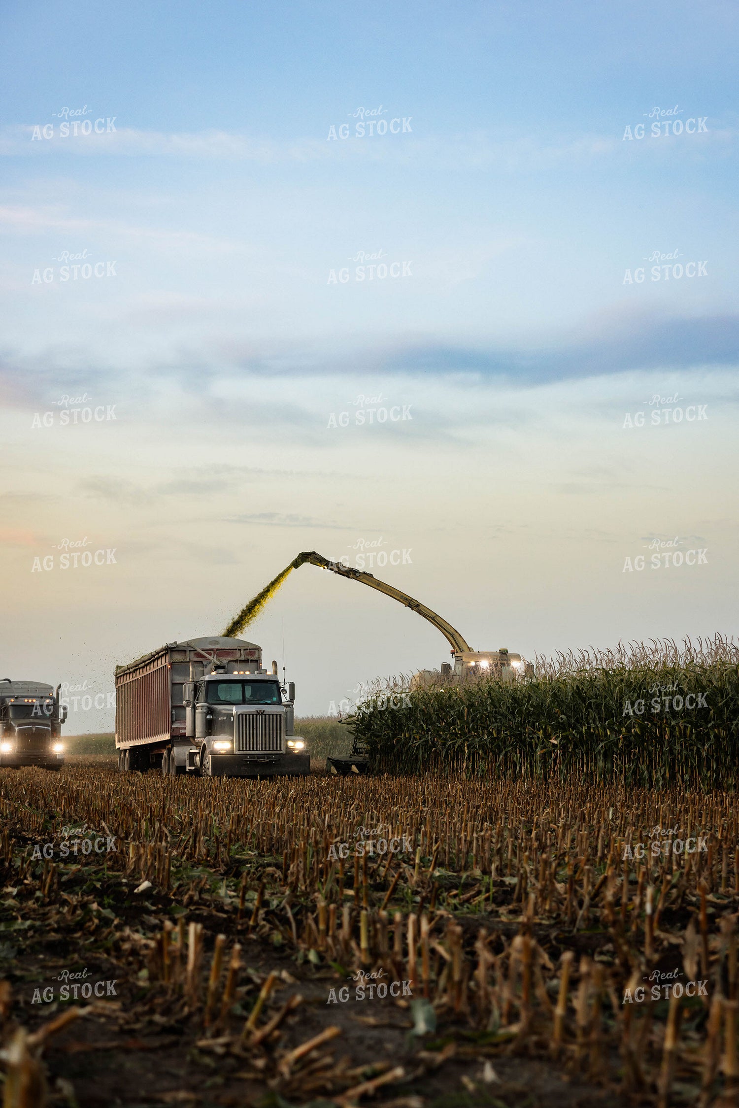 Chopping Corn Silage 152982