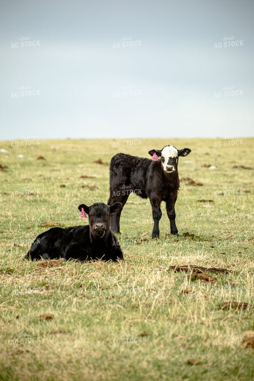 Calves on Pasture 155683