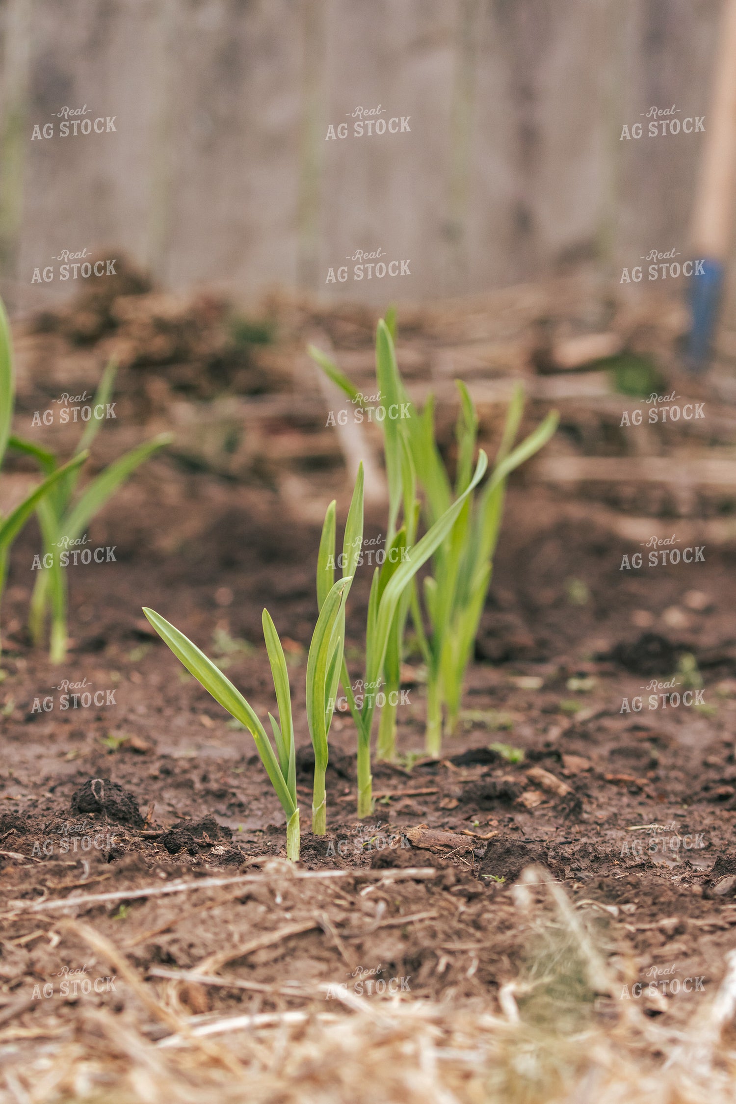 Backyard Gardening 162052