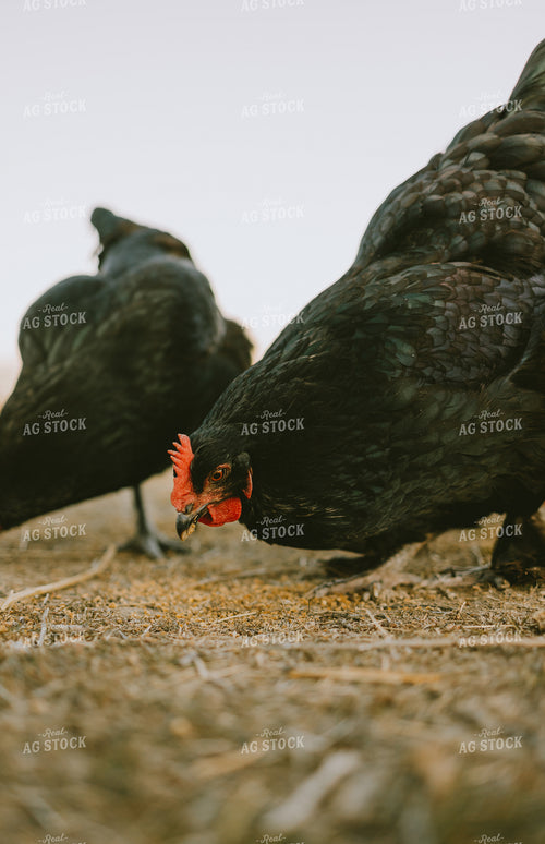 Free Range Chickens  61167
