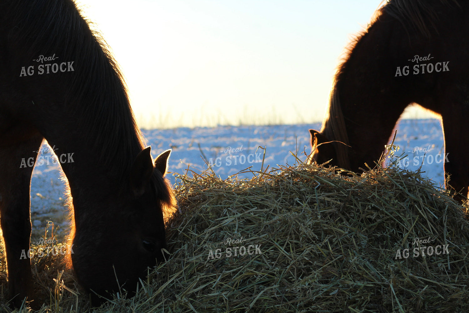 Horses Eating in the Snow 183009