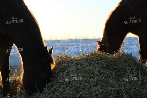 Horses Eating in the Snow 183009
