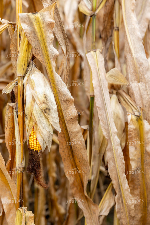 Dried Corn 194082