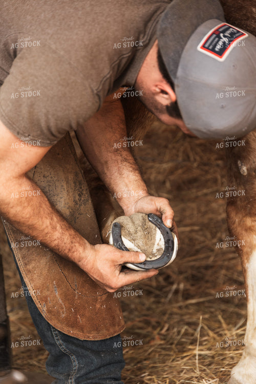 Farrier Shoeing Horses 52419