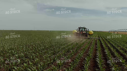 Ripping Corn 239315