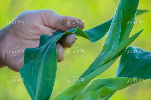 Checking Corn 209007