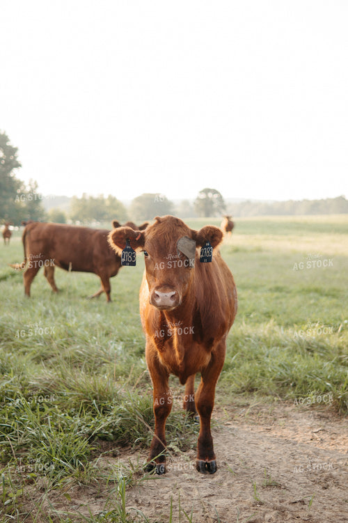 Angus Calves on Pasture 125338