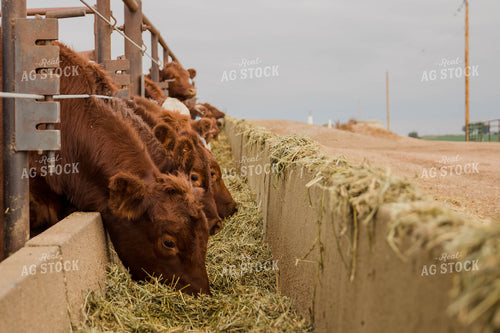 Cattle Eating Out of Trough 97067