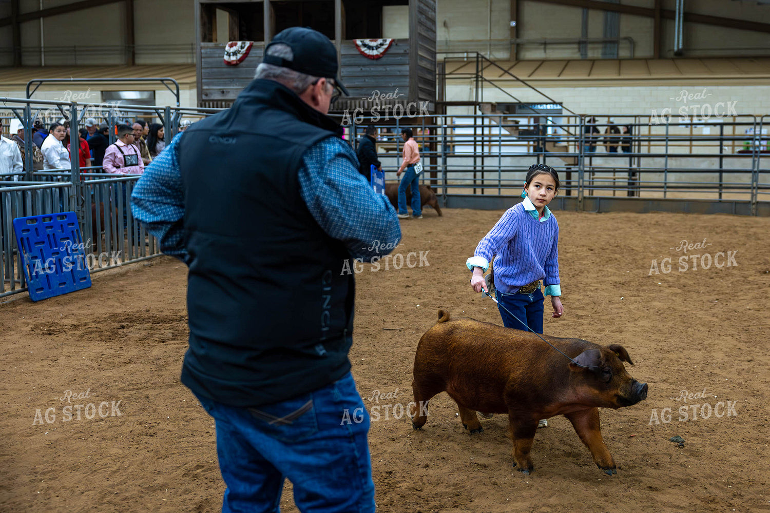 Showing Pigs 98061
