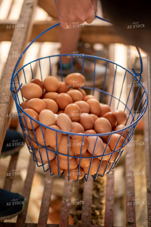 Eggs 76514