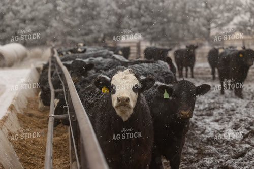Feeding Cattle in the Snow 303018