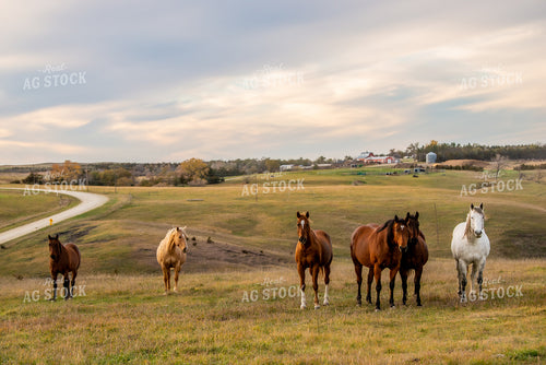 Horses on Pasture 299028
