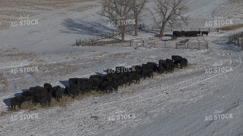 Aerial of Feeding Cattle in Winter 239542