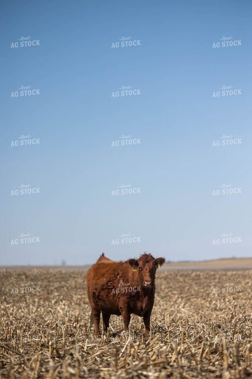 Cattle on Cornstalks 72161