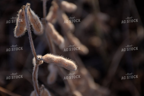 Ready for Harvest Soybeans 50289