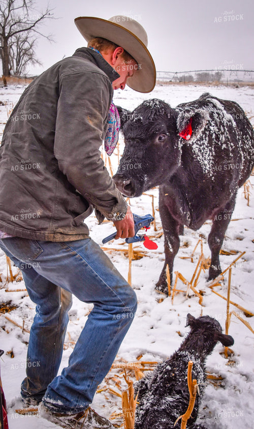 Tagging Calf 56279