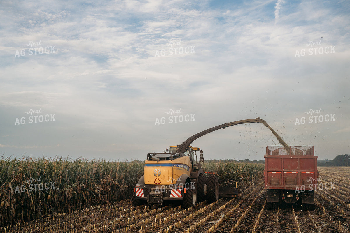 Silage Harvest 196379
