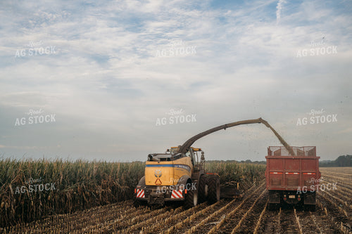 Silage Harvest 196379