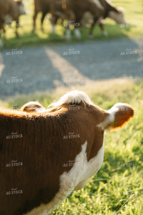 Hereford Catttle 125300
