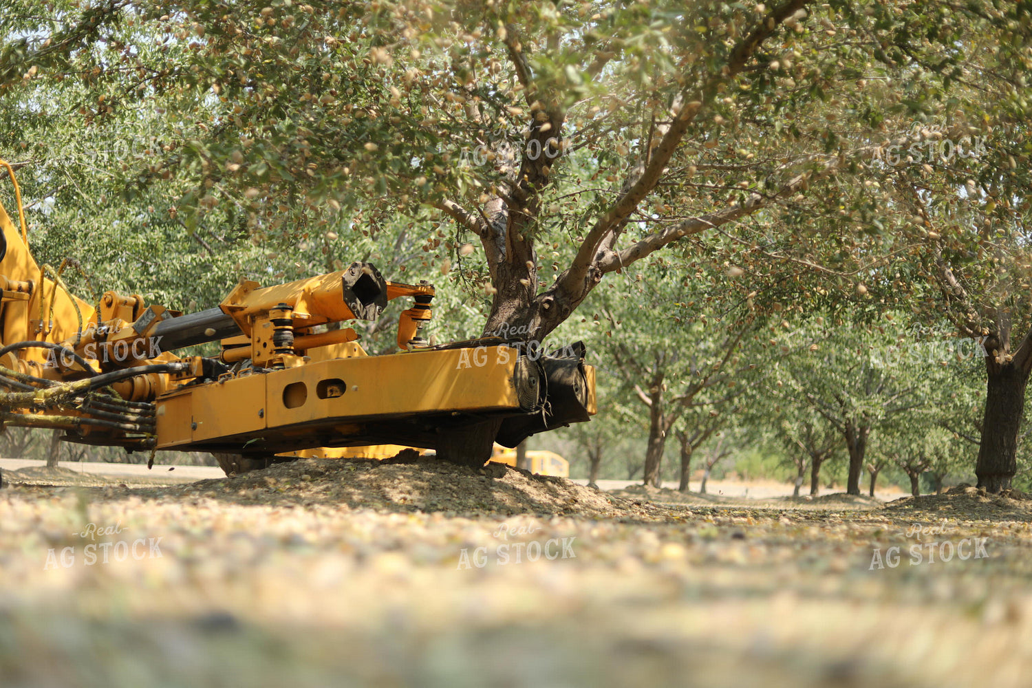 Almond Harvest 180009