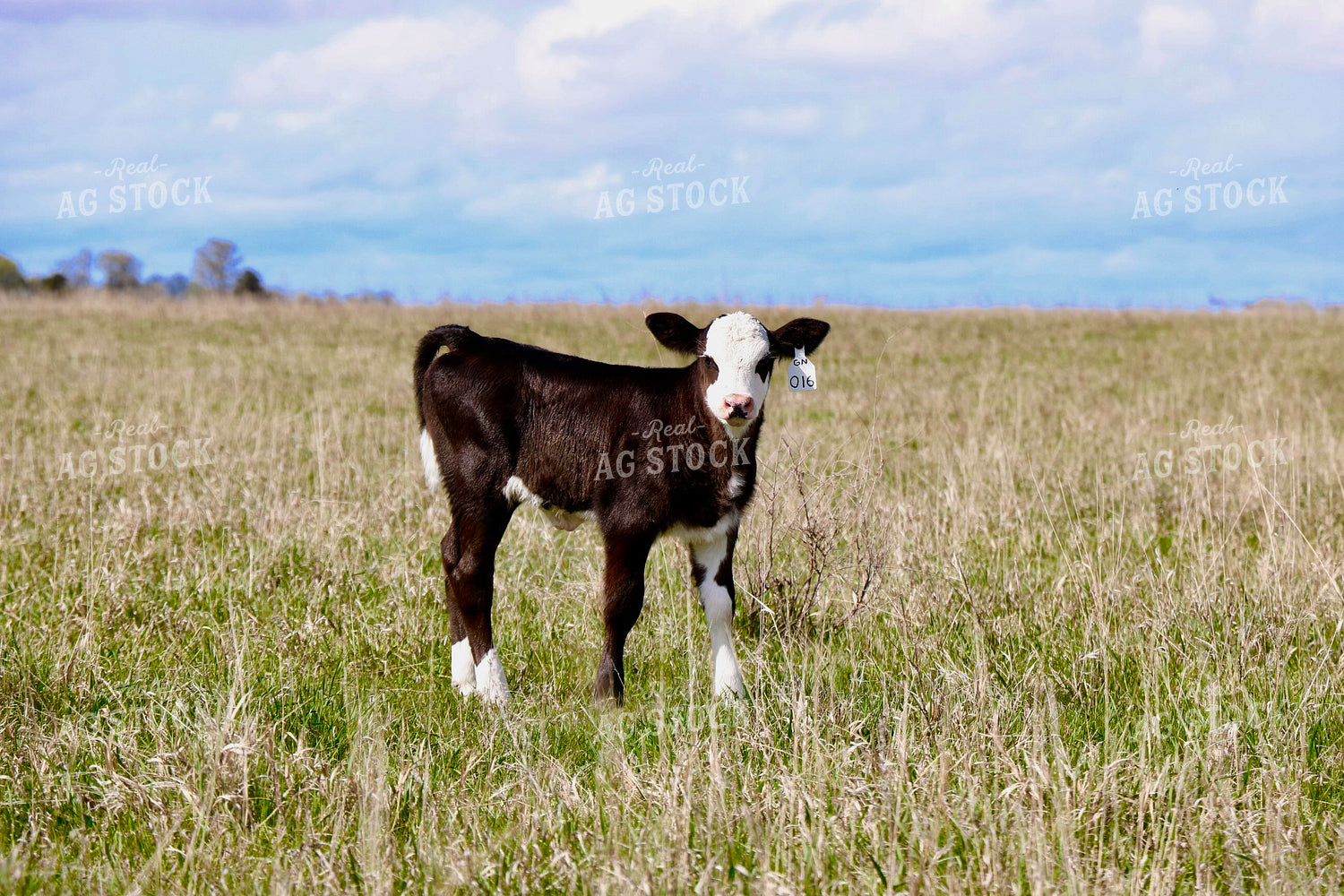 Calf on Pasture 299259