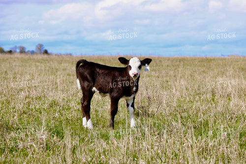 Calf on Pasture 299259
