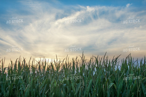 Corn Field 145007