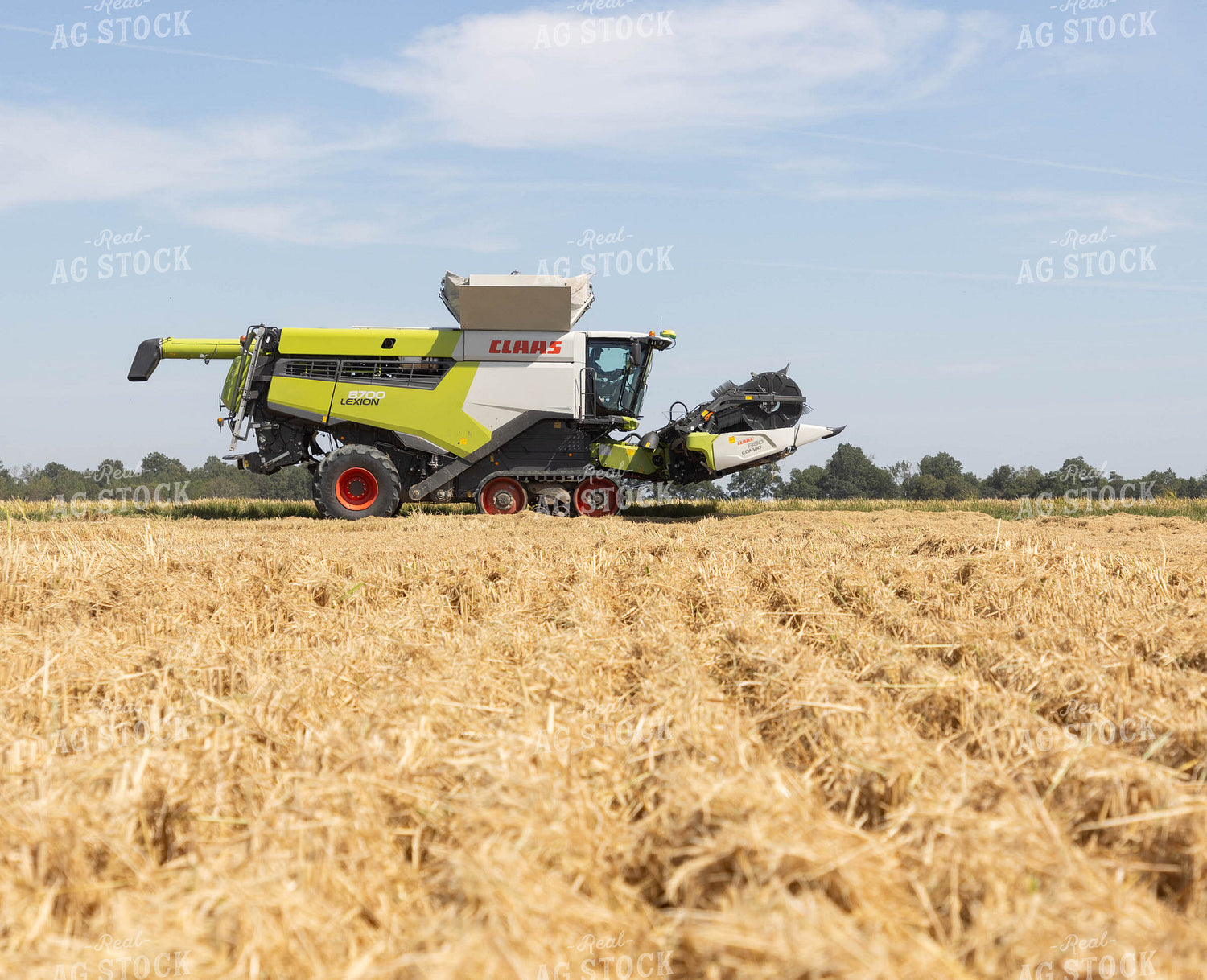 Rice Harvest 79719