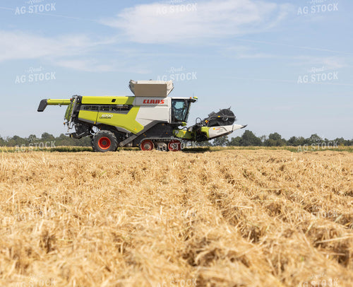 Rice Harvest 79719