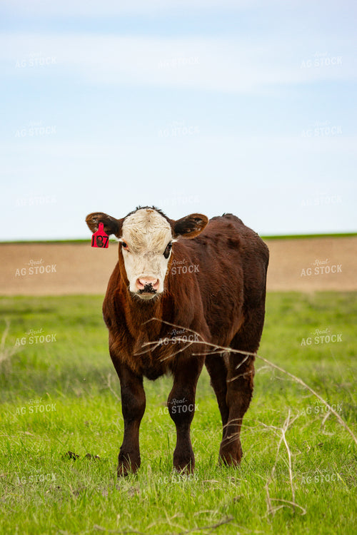 Angus Cross Calf 155216
