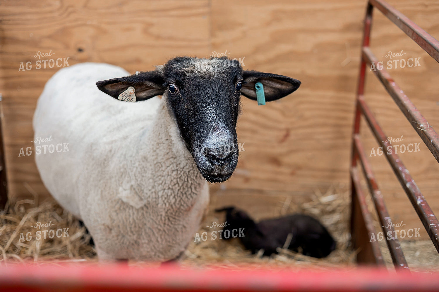Newborn Lamb and Ewe 93372