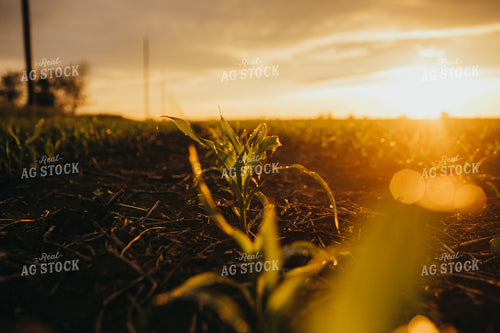 Early Stage Corn after Rain 4311