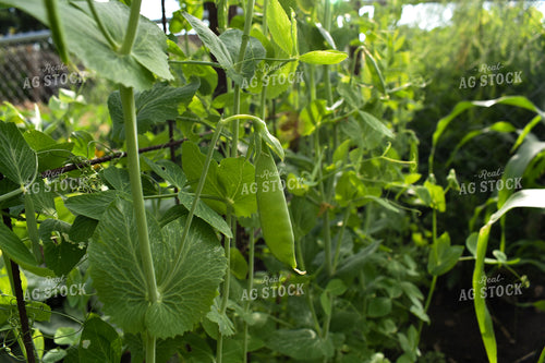 Peas 156105
