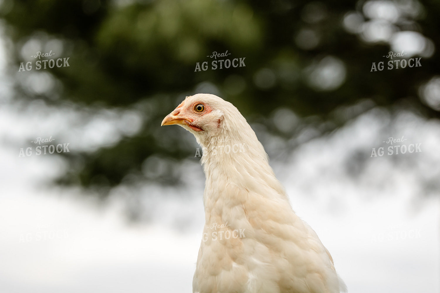 Pullet Laying Chicken 104091