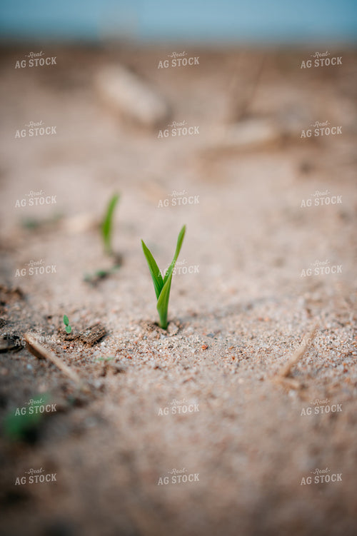 Young Corn Plant in Sandy Soil 56656