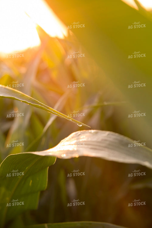 Corn - Mid-Season 1209