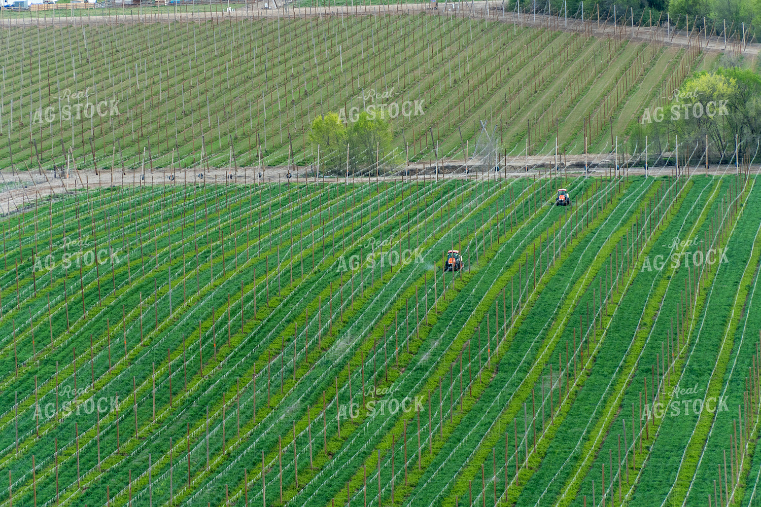 Spraying Hops 65685