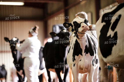 Showing Holsteins 195037