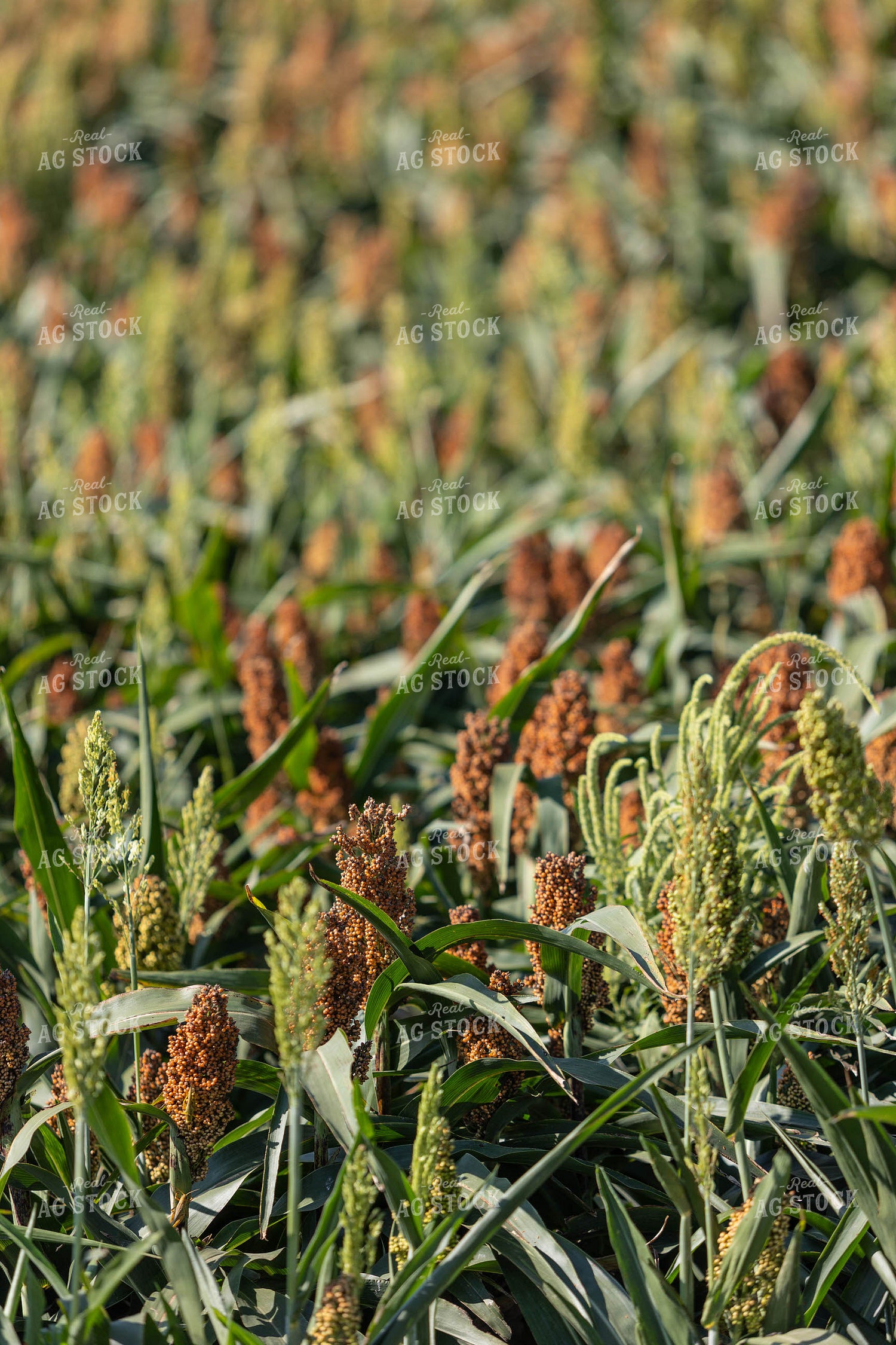 Doughing Sorghum 224008